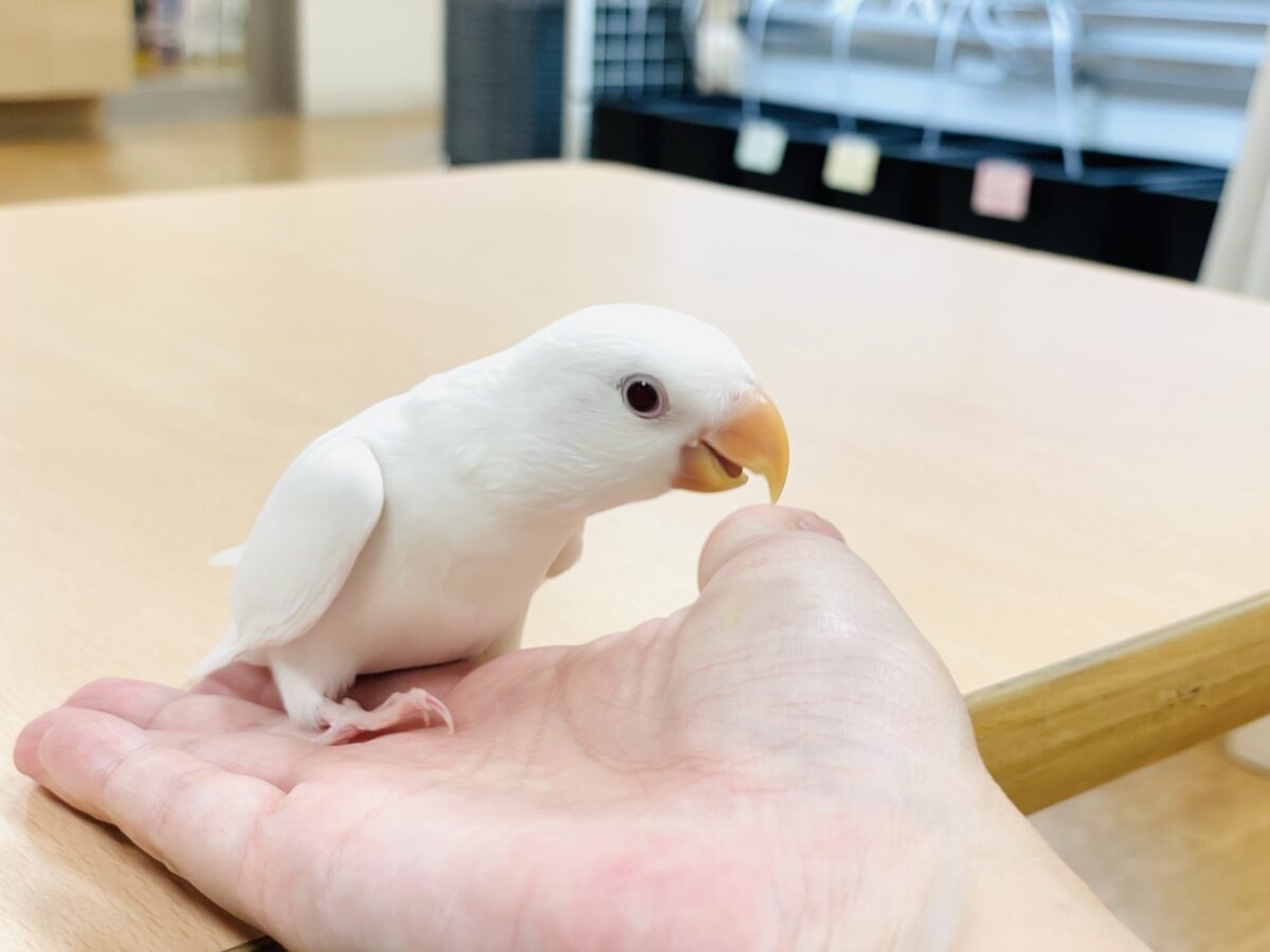 【最新画像】空から舞い降りてきた天使👼コザクラインコ(ペルーファロー)ヒナ コザクラインコ(小桜インコ)