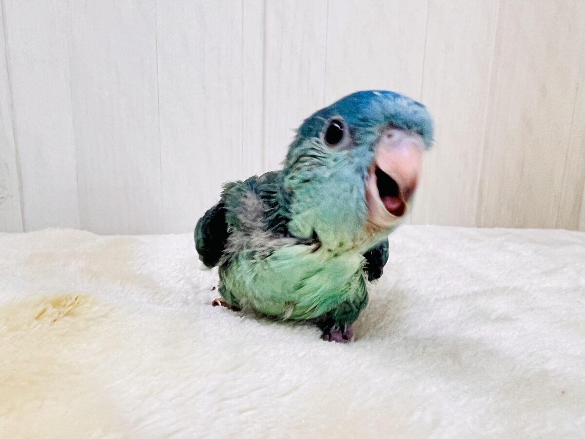 やっぱり綺麗だね💎サザナミインコのターコイズです💙 サザナミインコ