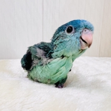やっぱり綺麗だね💎サザナミインコのターコイズです💙