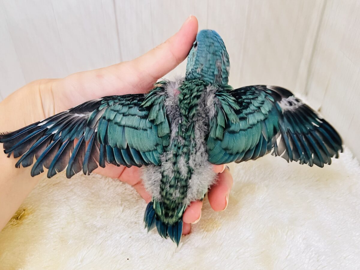 やっぱり綺麗だね💎サザナミインコのターコイズです💙 サザナミインコ
