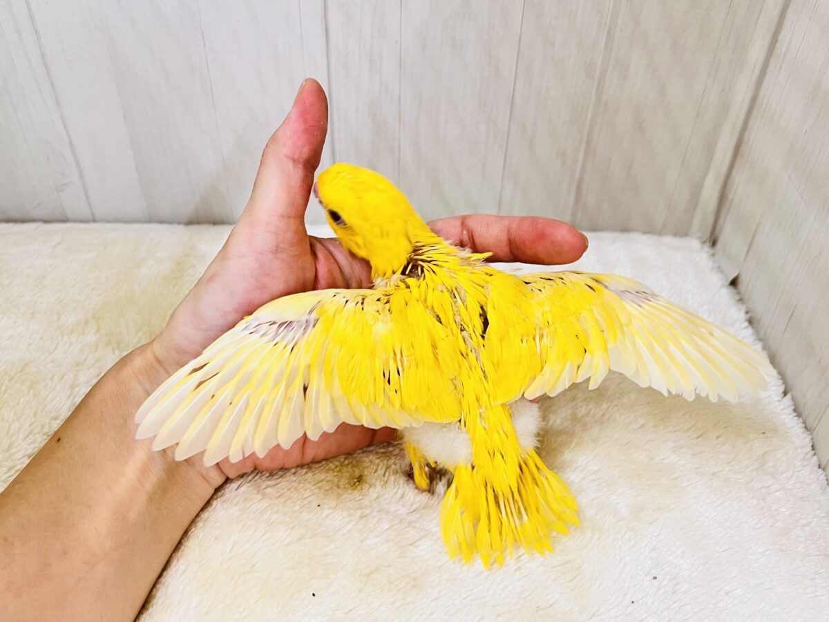 動画&画像更新✨ビタミンカラーで明るく🔆サザナミインコのルチノー💛 サザナミインコ