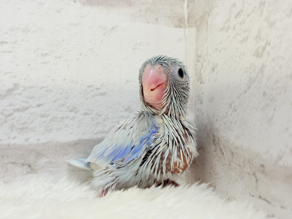 【最新画像更新🪄】おめめくりくり♡透明感たっぷり王子様🐣👑マメルリハ(アメリカンホワイト)男の子 ヒナ マメルリハ