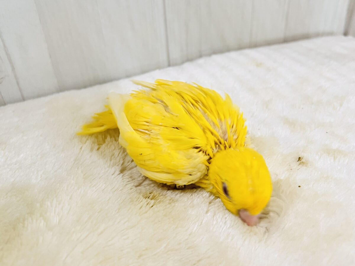 動画&画像更新✨ビタミンカラーで明るく🔆サザナミインコのルチノー💛 サザナミインコ