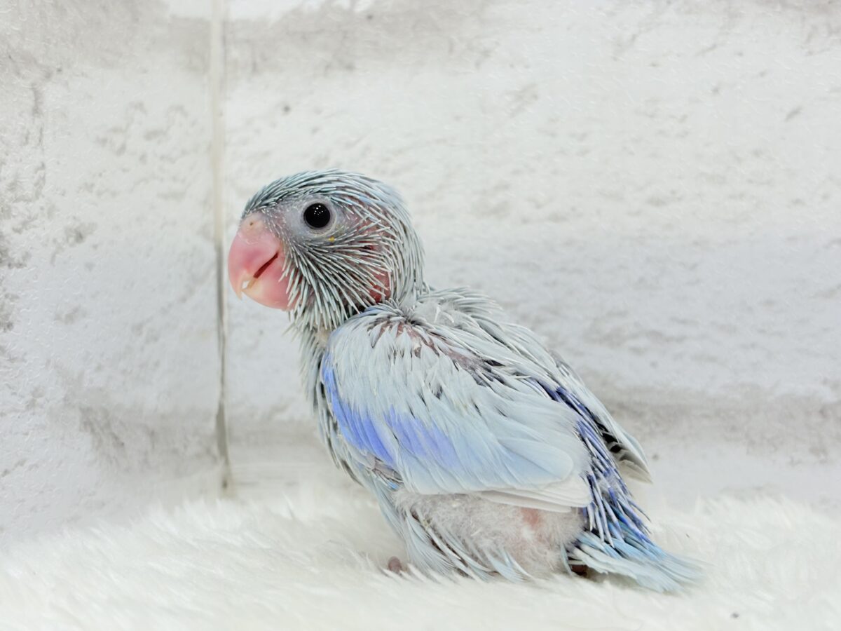 【最新画像更新🪄】おめめくりくり♡透明感たっぷり王子様🐣👑マメルリハ(アメリカンホワイト)男の子 ヒナ マメルリハ