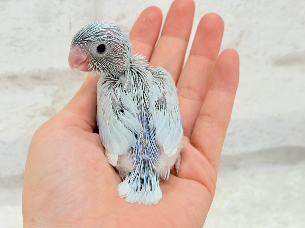 【最新画像更新🪄】おめめくりくり♡透明感たっぷり王子様🐣👑マメルリハ(アメリカンホワイト)男の子 ヒナ マメルリハ
