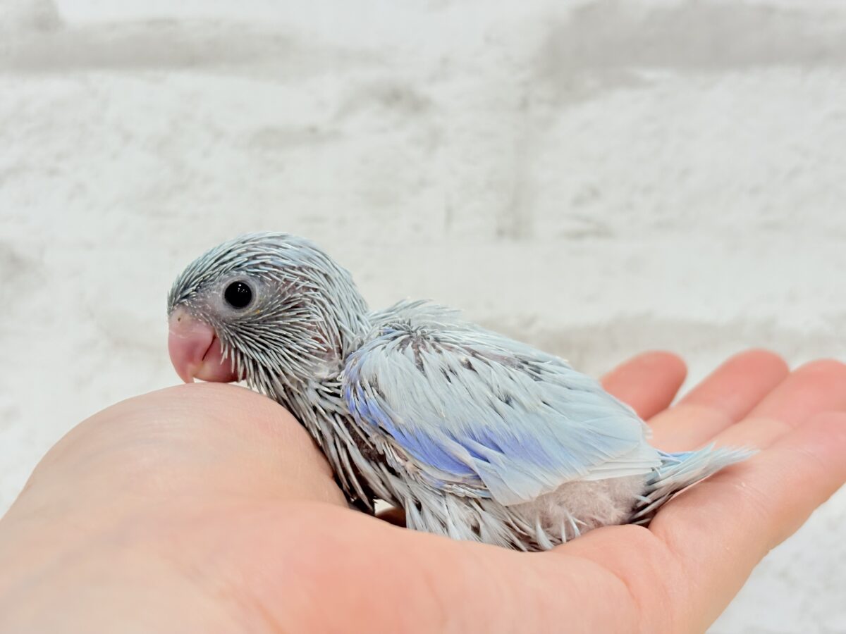 マメルリハ