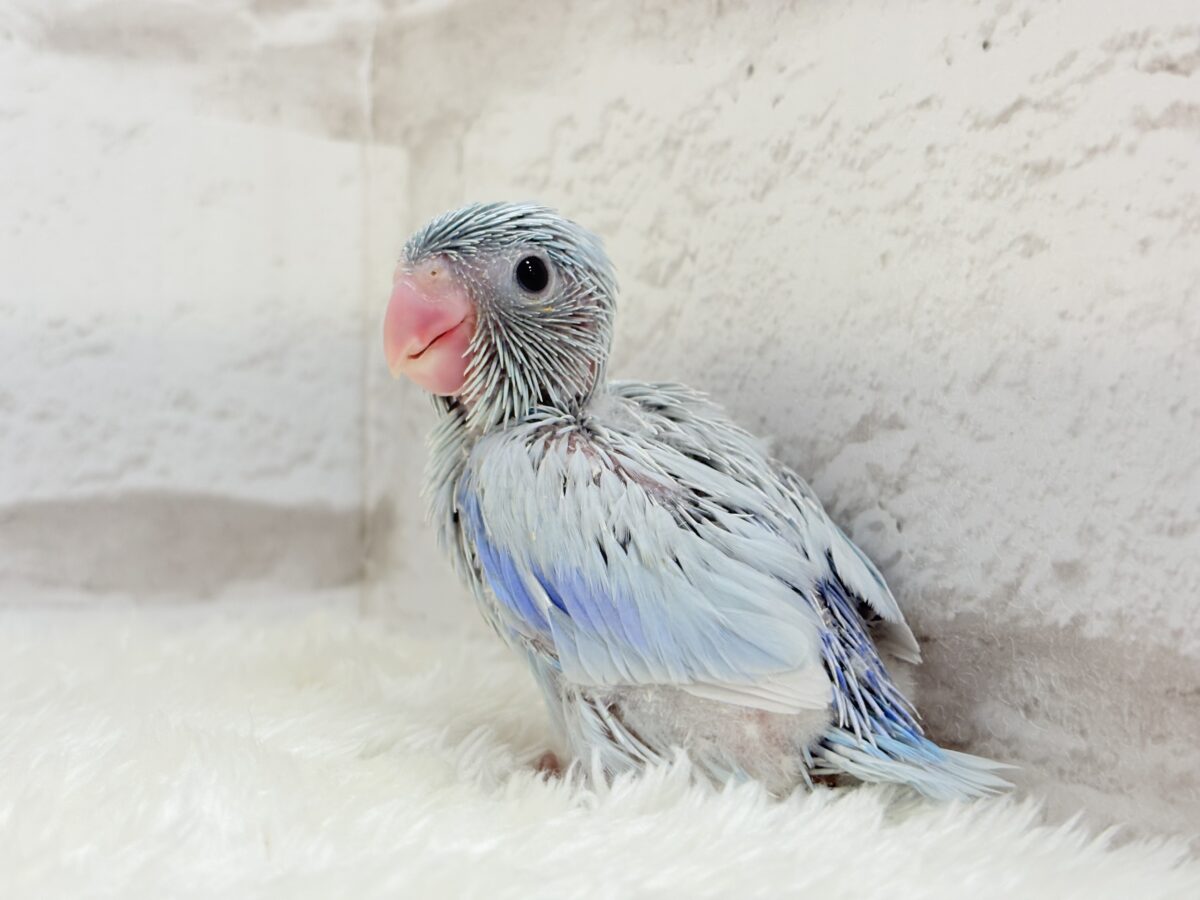 【最新画像更新🪄】おめめくりくり♡透明感たっぷり王子様🐣👑マメルリハ(アメリカンホワイト)男の子 ヒナ マメルリハ