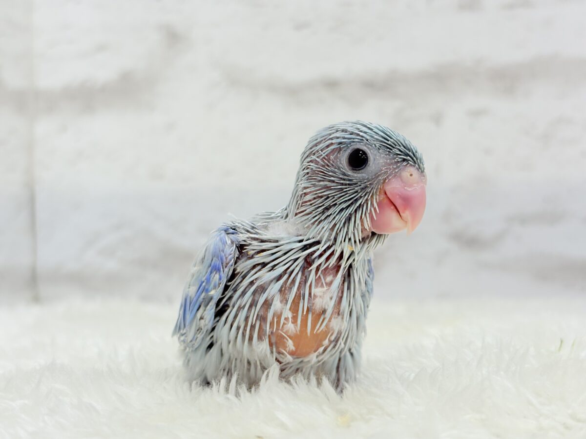 【最新画像更新🪄】おめめくりくり♡透明感たっぷり王子様🐣👑マメルリハ(アメリカンホワイト)男の子 ヒナ マメルリハ