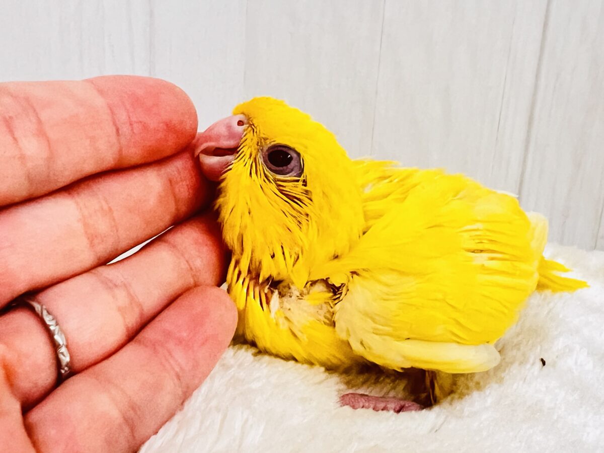 動画&画像更新✨ビタミンカラーで明るく🔆サザナミインコのルチノー💛 サザナミインコ