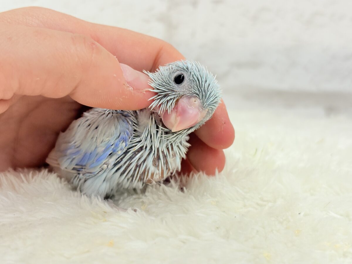 【最新画像更新🪄】おめめくりくり♡透明感たっぷり王子様🐣👑マメルリハ(アメリカンホワイト)男の子 ヒナ マメルリハ