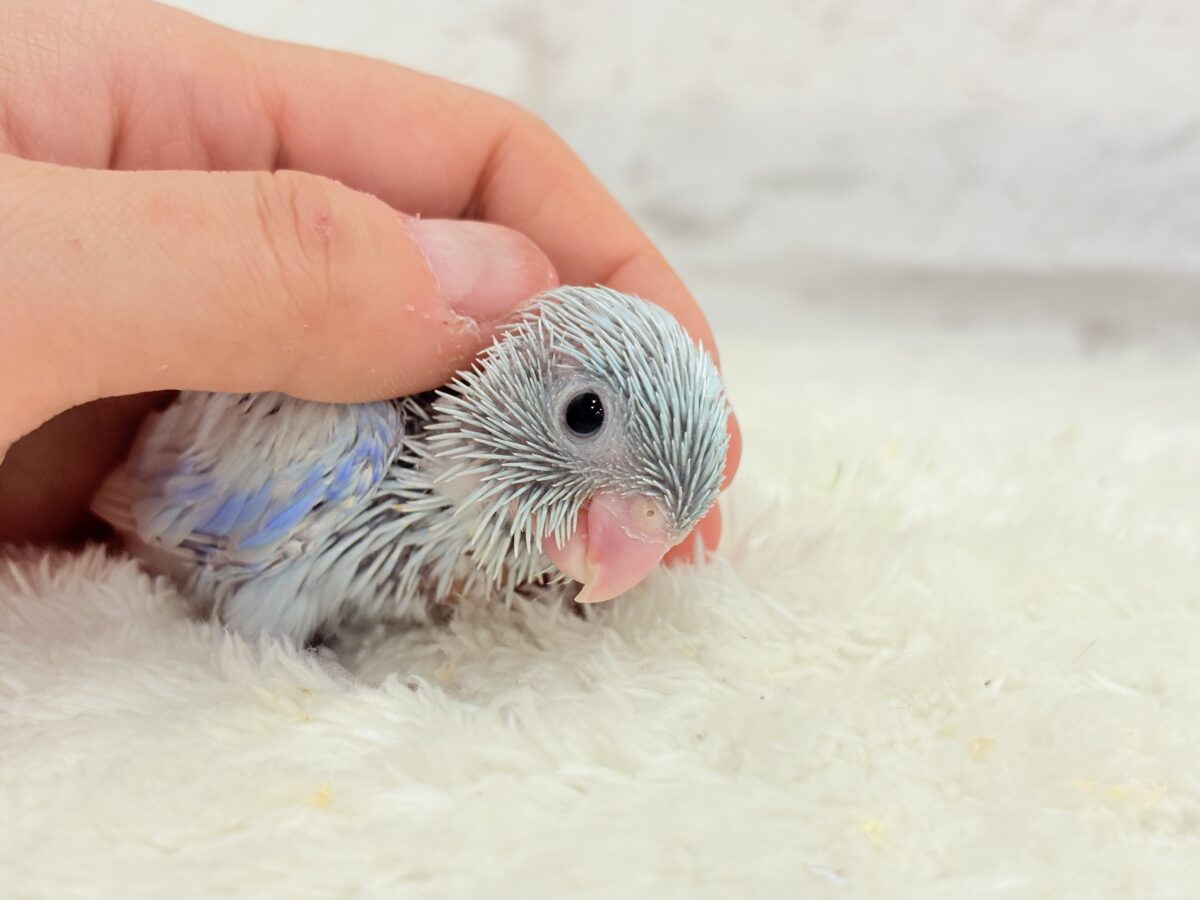 マメルリハ