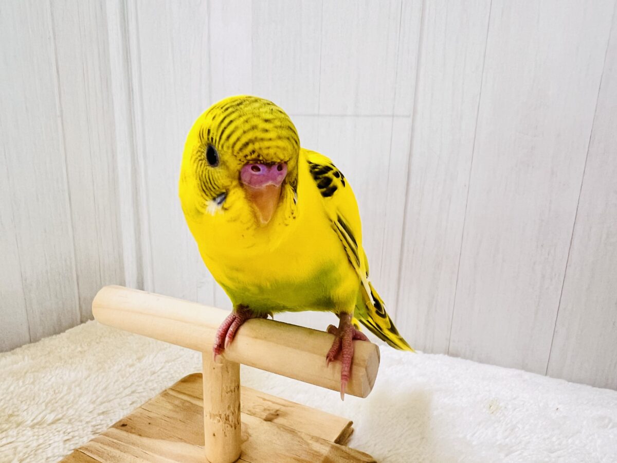 画像更新☆BOON🐝🍯ハチさんカラーの可愛いセキセイインコのヒナ(黄色のハルクイン)入荷しました❤️ セキセイインコ
