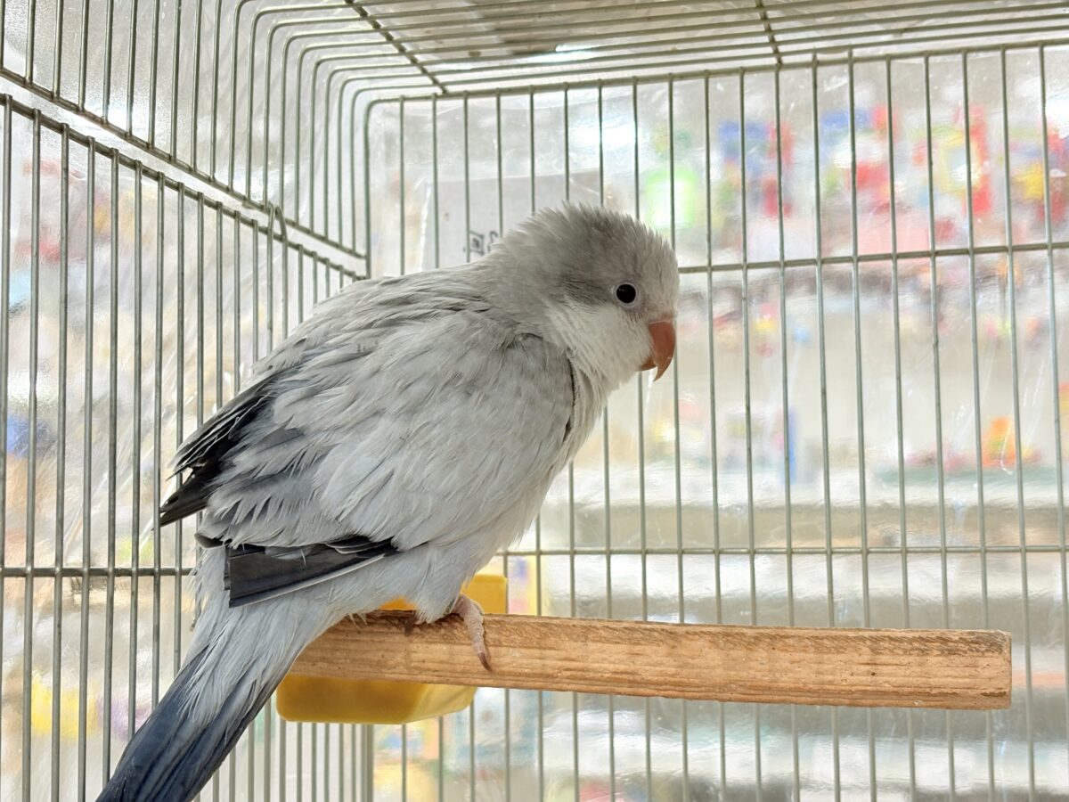オキナインコ