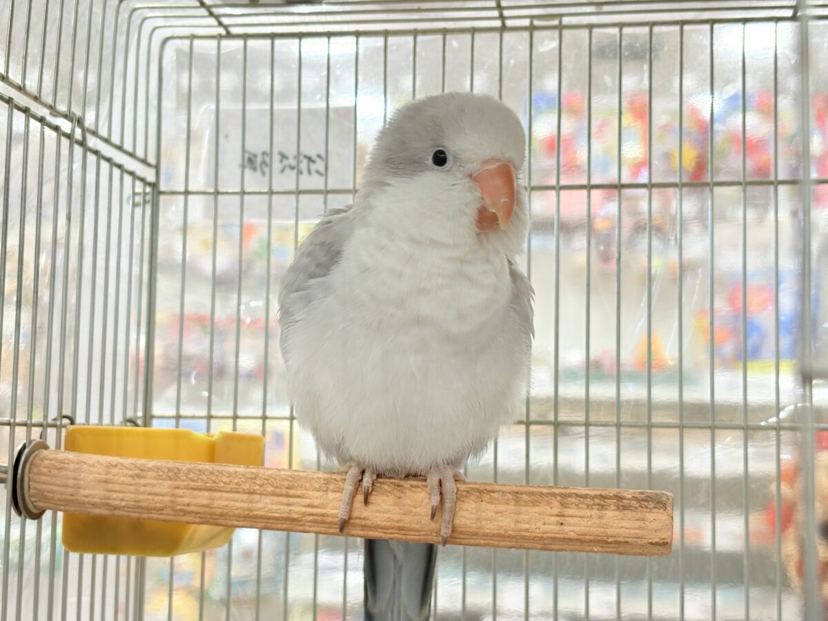 オキナインコ