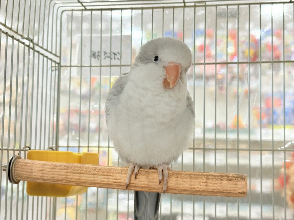 【最新画像更新🪄もうすぐひとり餌☆】誰より鳴くよ♬*°ウケケケケッ🐣🎶⸒⸒オキナインコ(コバルトオパーリン) ヒナ オキナインコ