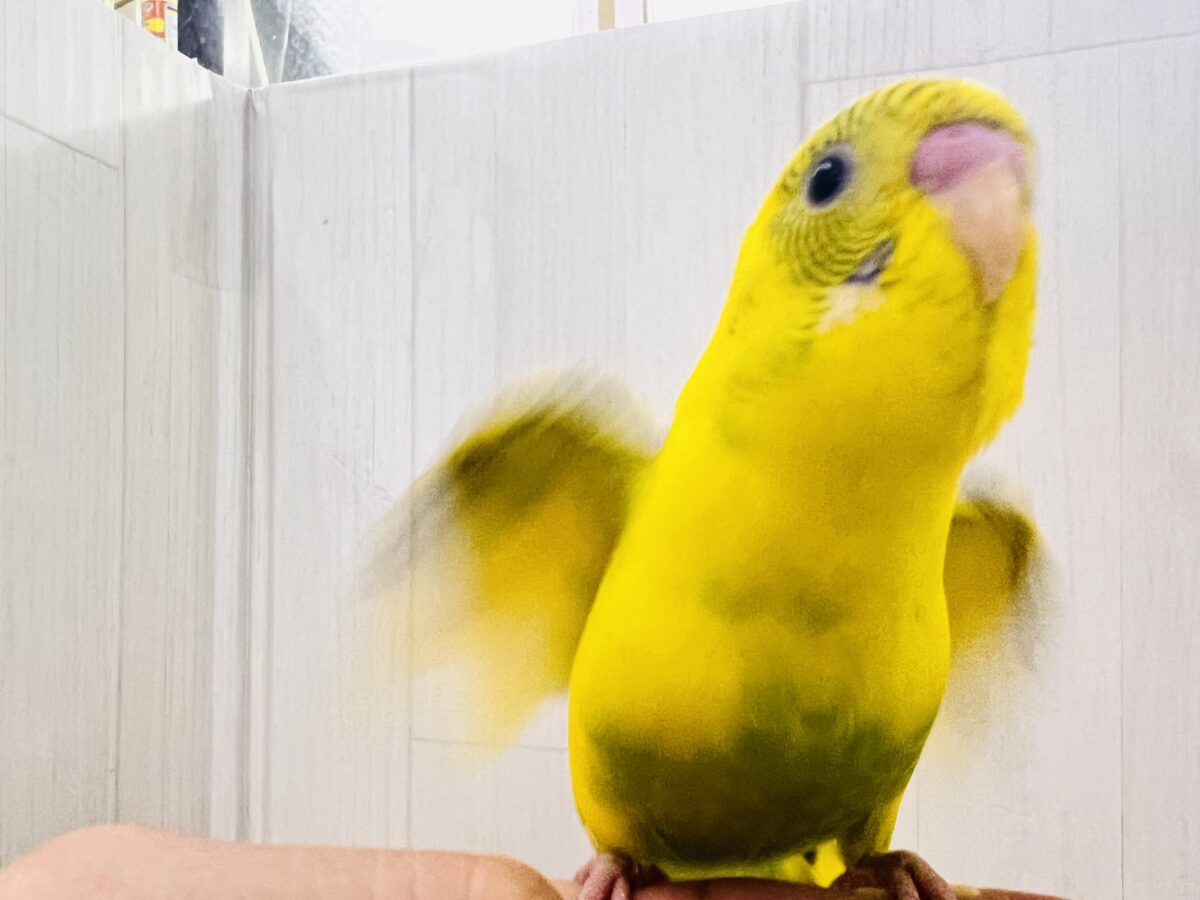 画像更新☆BOON🐝🍯ハチさんカラーの可愛いセキセイインコのヒナ(黄色のハルクイン)入荷しました❤️ セキセイインコ
