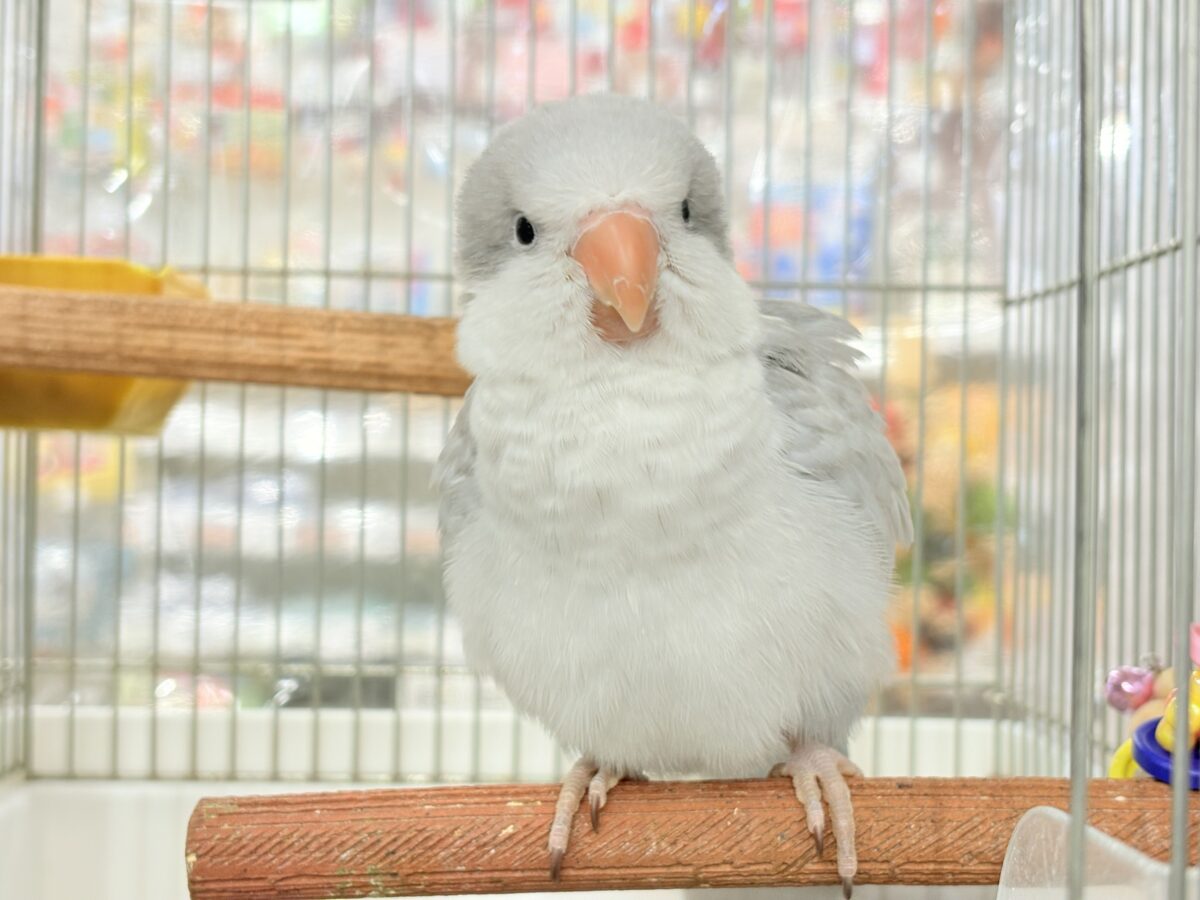 オキナインコ