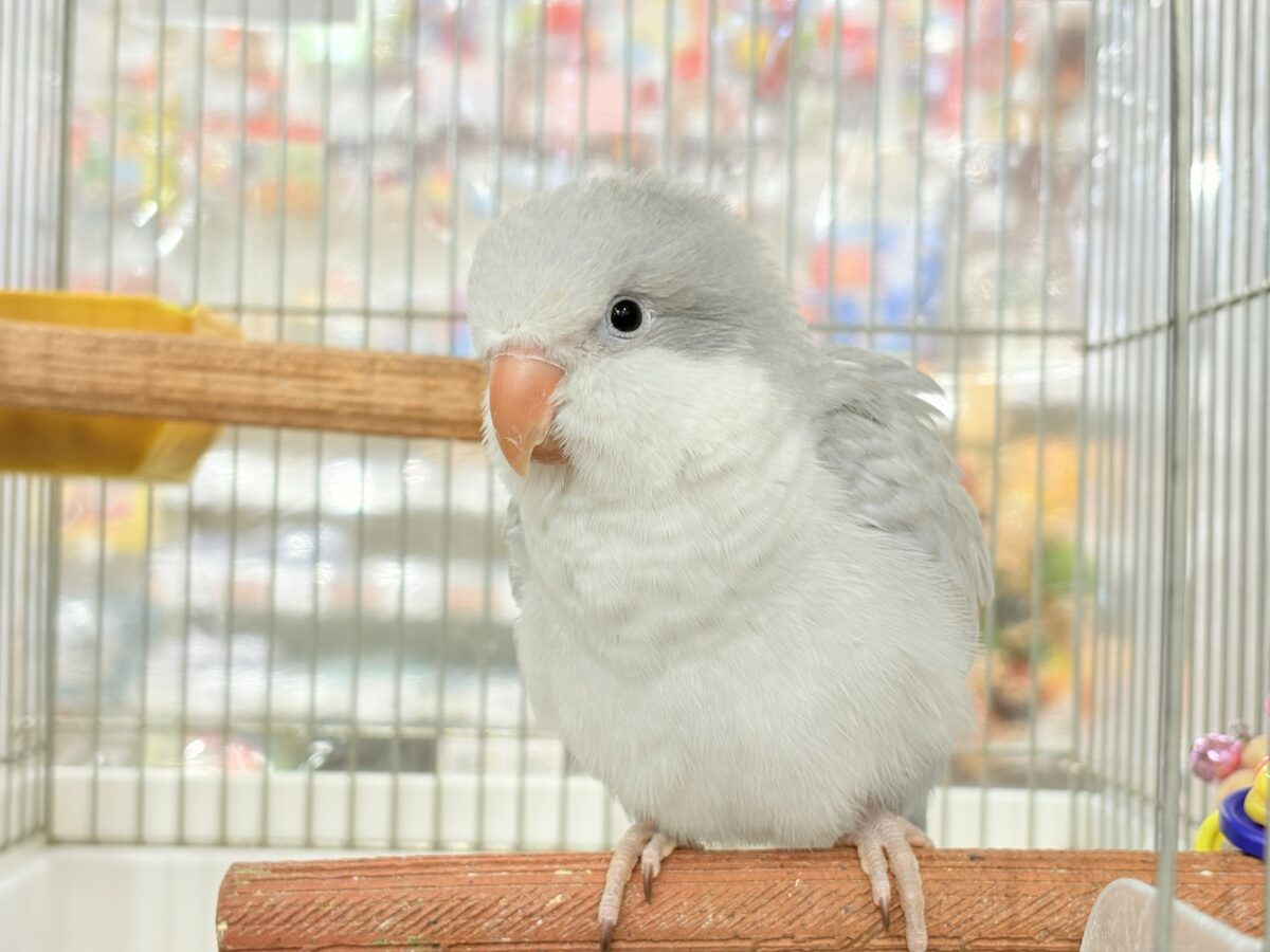 【最新画像更新🪄もうすぐひとり餌☆】誰より鳴くよ♬*°ウケケケケッ🐣🎶⸒⸒オキナインコ(コバルトオパーリン) ヒナ オキナインコ