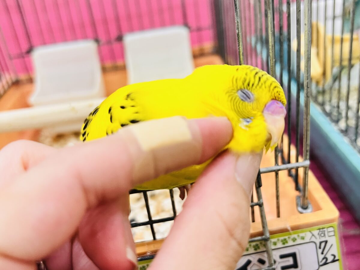 画像更新☆BOON🐝🍯ハチさんカラーの可愛いセキセイインコのヒナ(黄色のハルクイン)入荷しました❤️ セキセイインコ