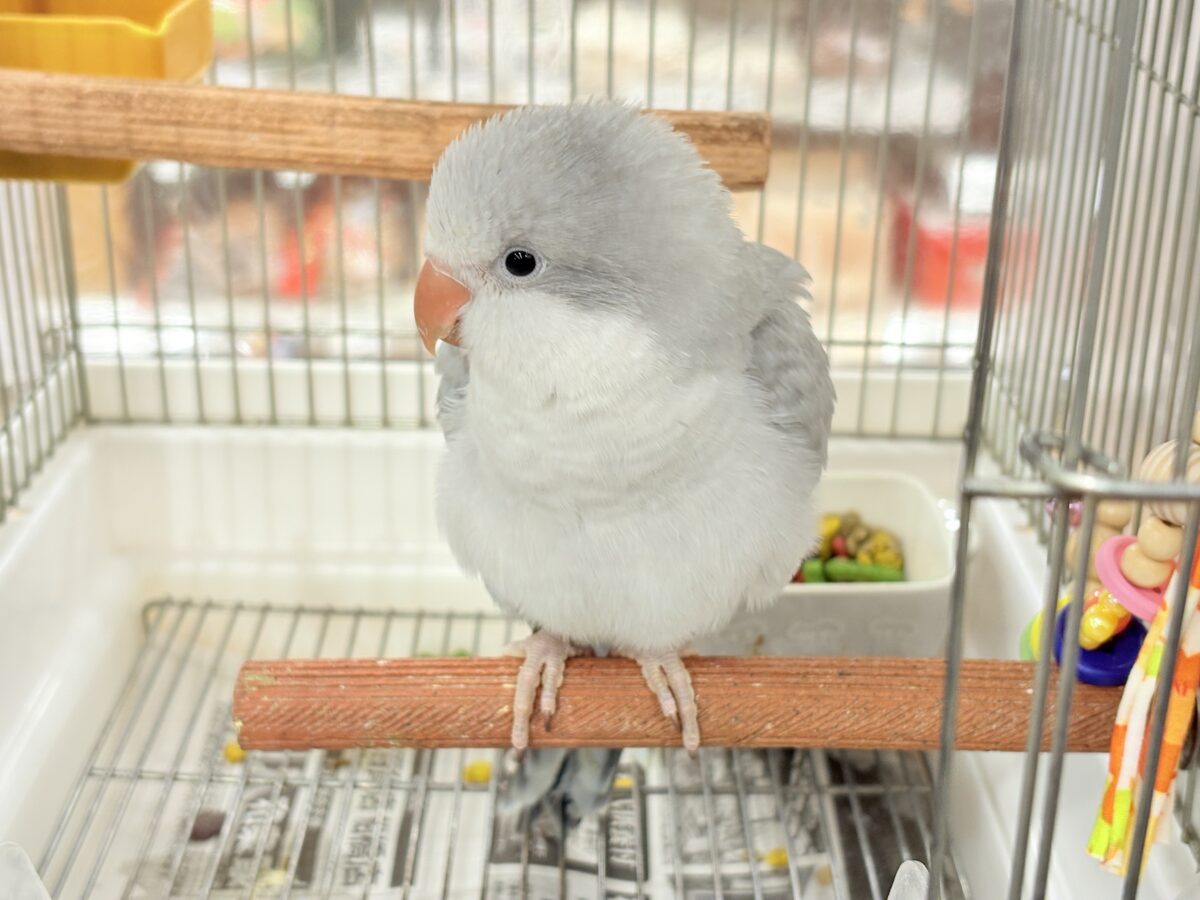 【最新画像更新🪄もうすぐひとり餌☆】誰より鳴くよ♬*°ウケケケケッ🐣🎶⸒⸒オキナインコ(コバルトオパーリン) ヒナ オキナインコ