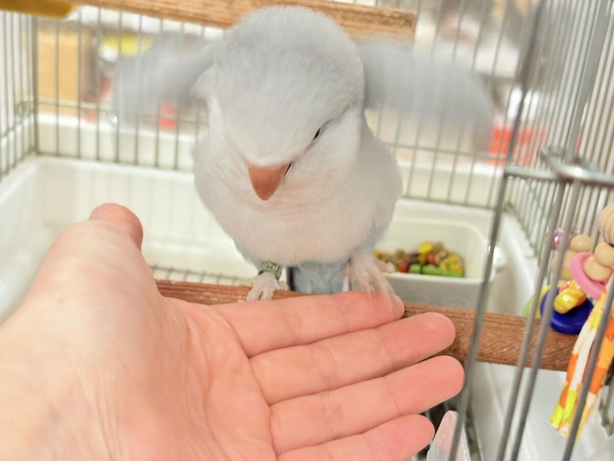 オキナインコ