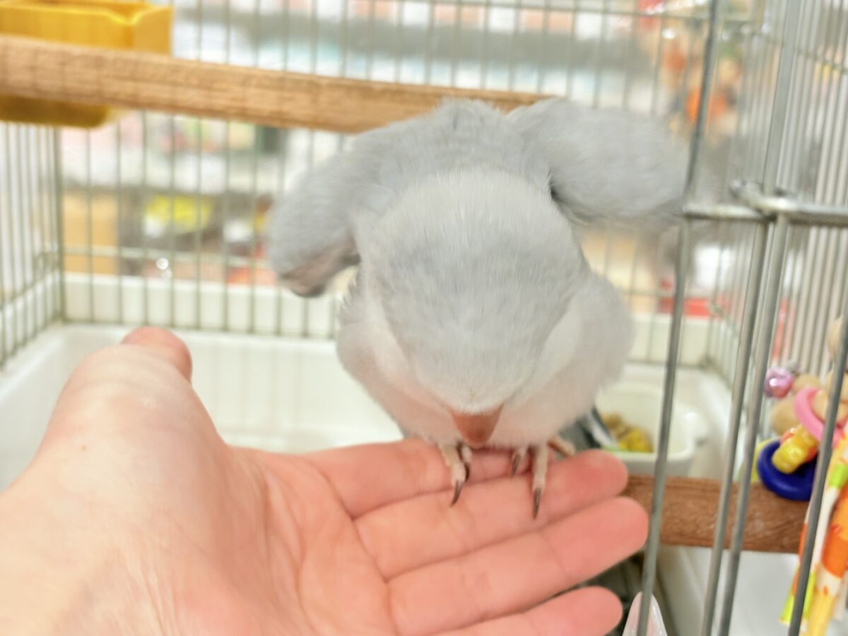 【最新画像更新🪄もうすぐひとり餌☆】誰より鳴くよ♬*°ウケケケケッ🐣🎶⸒⸒オキナインコ(コバルトオパーリン) ヒナ オキナインコ
