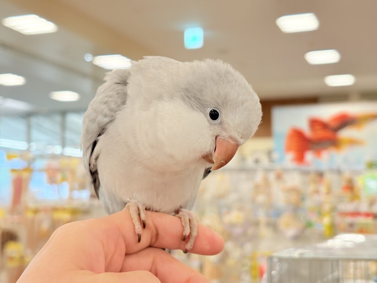 【最新画像更新🪄もうすぐひとり餌☆】誰より鳴くよ♬*°ウケケケケッ🐣🎶⸒⸒オキナインコ(コバルトオパーリン) ヒナ オキナインコ
