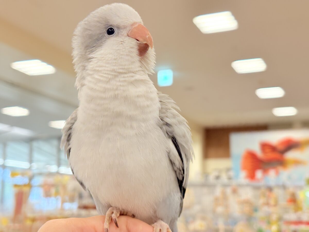 オキナインコ