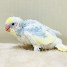 綿毛の国からこんにちは💕セキセイインコ（パステルレインボースパングルパイド）ヒナ