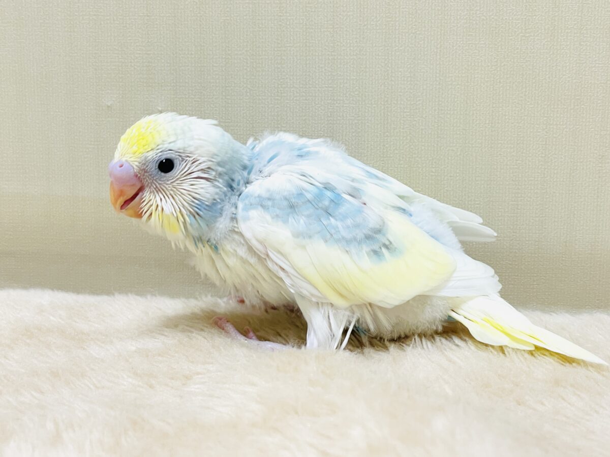 綿毛の国からこんにちは💕セキセイインコ（パステルレインボースパングルパイド）ヒナ