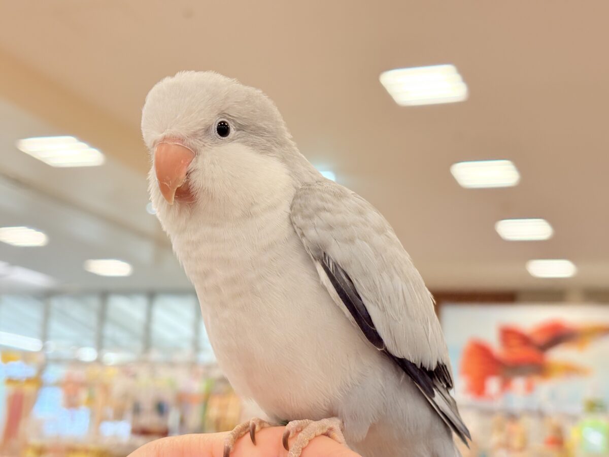 オキナインコ