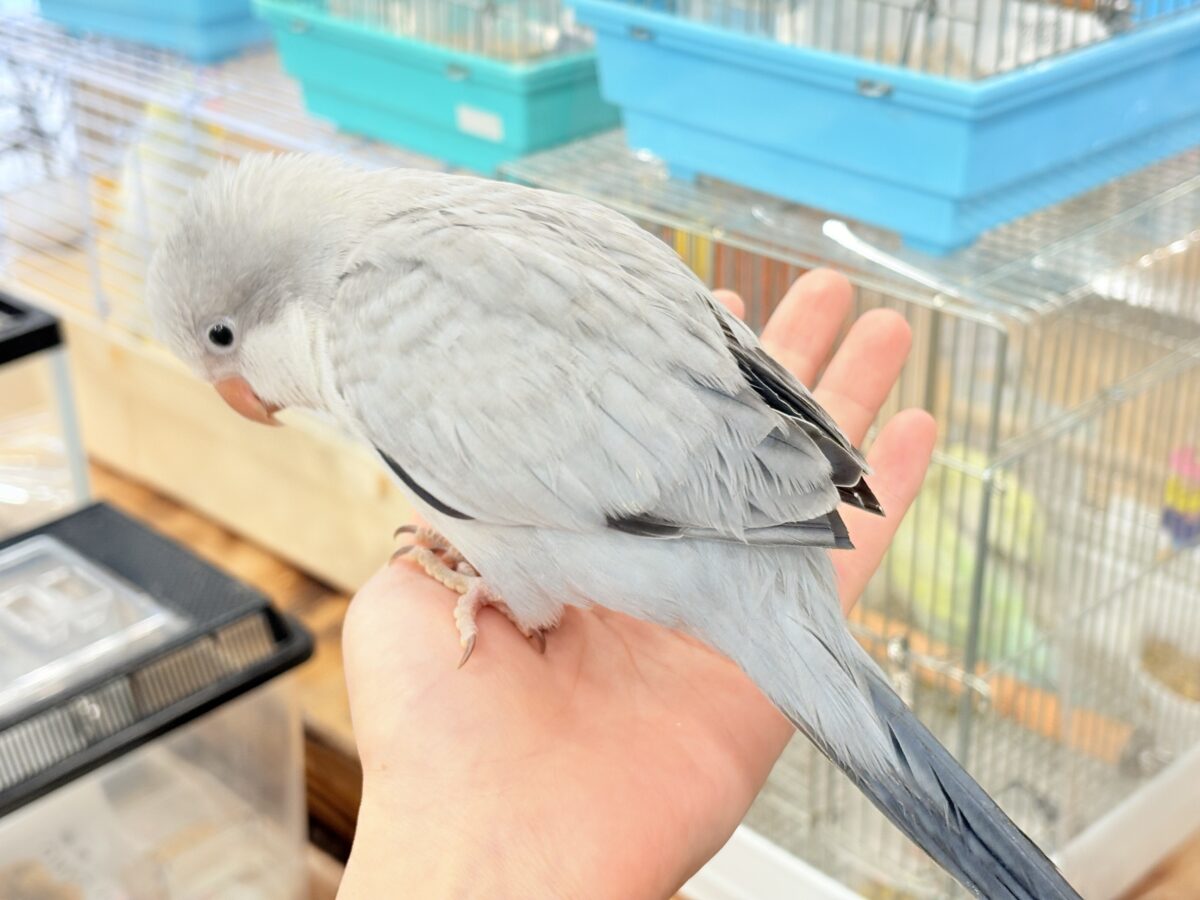 オキナインコ