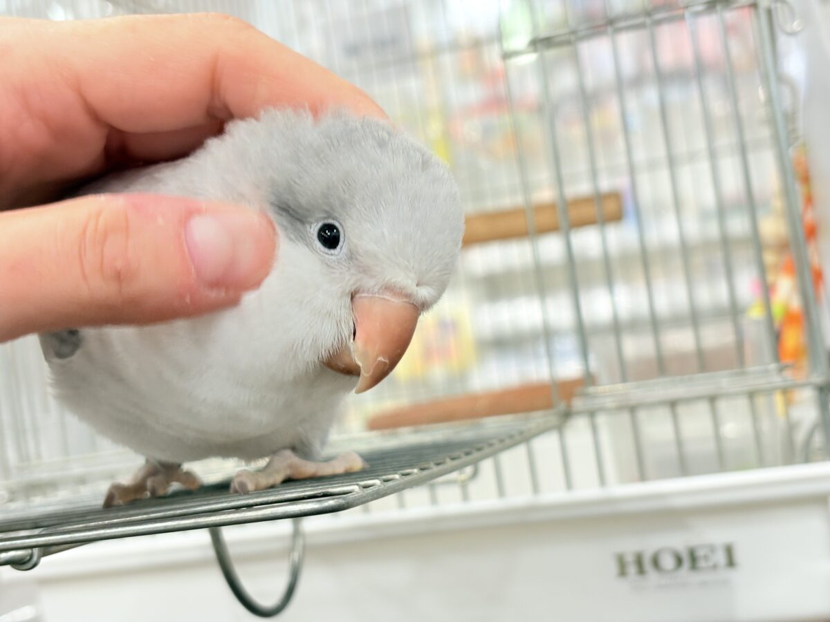 オキナインコ