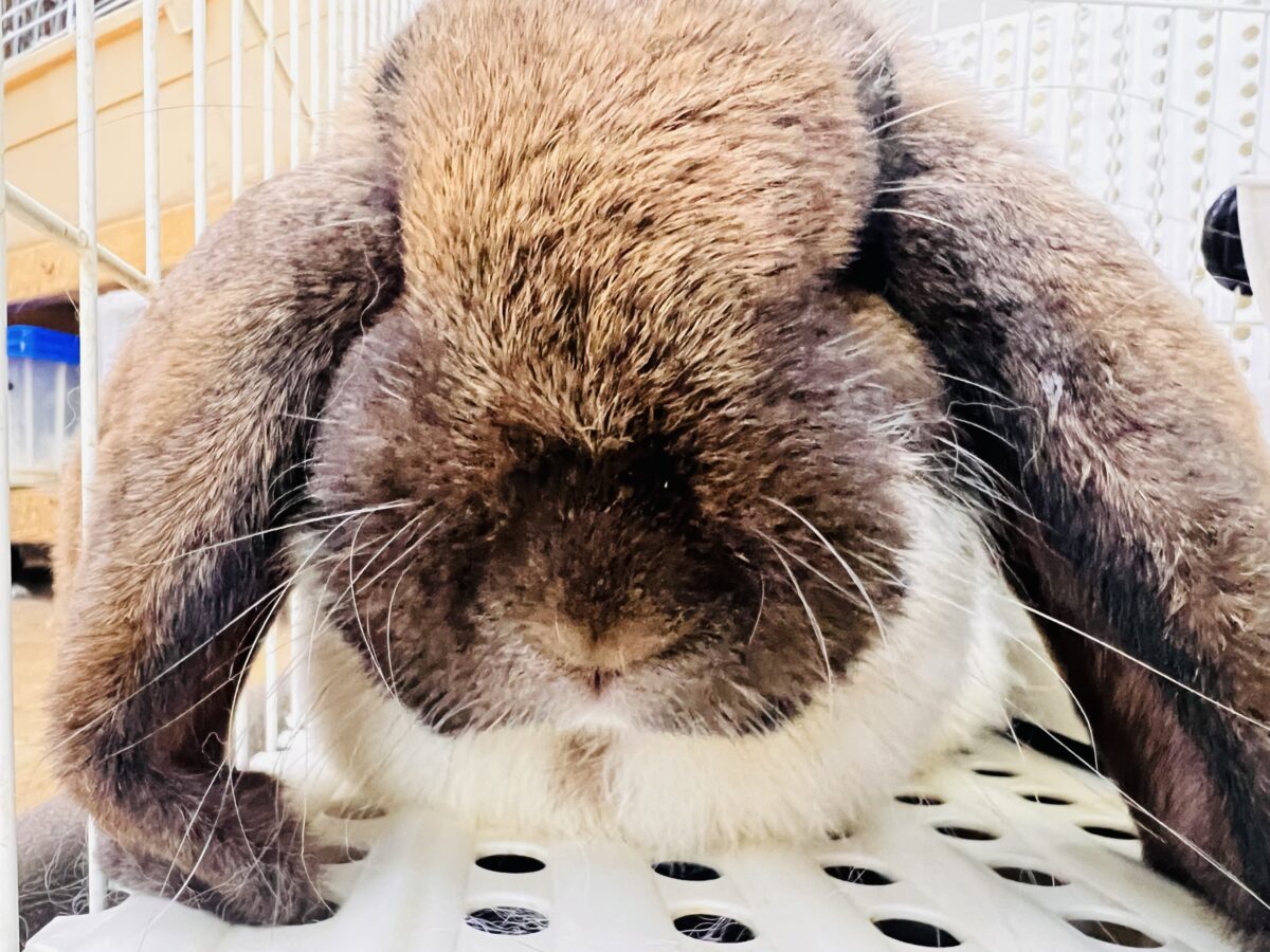 ドドドドドーーーン‼️衝撃⚡️ビッグなレディーよ❤️フレンチロップ入舎しました!! フレンチロップイヤー