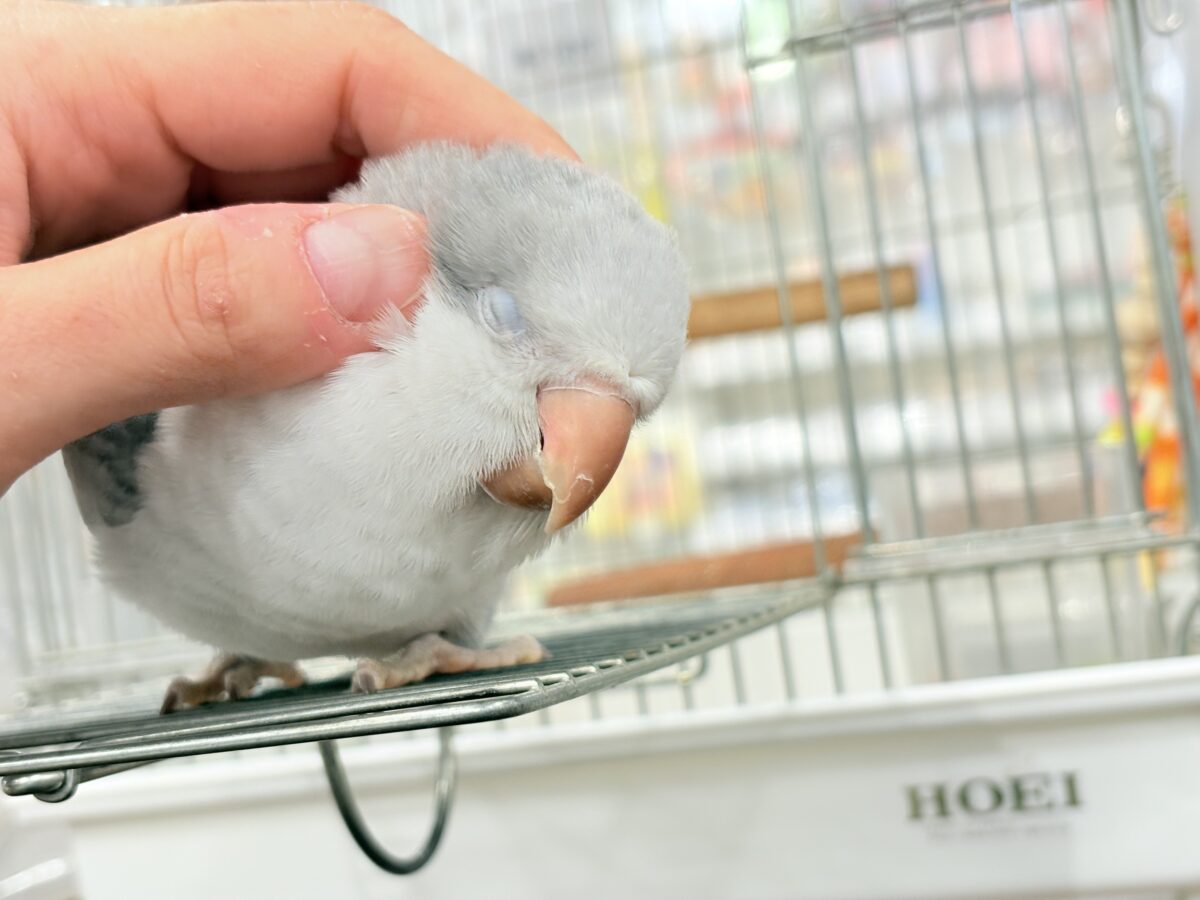 オキナインコ
