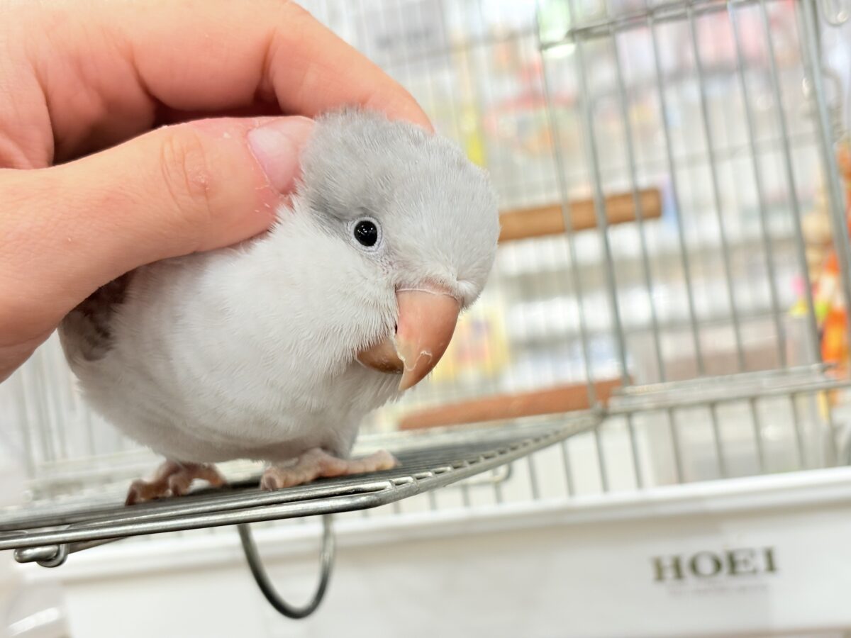 オキナインコ