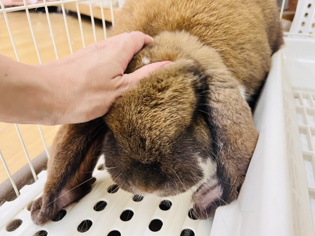 ドドドドドーーーン‼️衝撃⚡️ビッグなレディーよ❤️フレンチロップ入舎しました!! フレンチロップイヤー