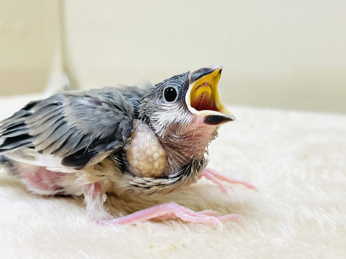 【最新画像】ちょっと大きくなったよっ❣️桜文鳥(ヒナ) 桜文鳥