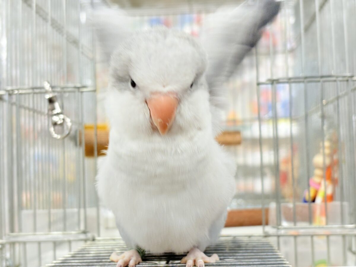 【最新画像更新🪄もうすぐひとり餌☆】誰より鳴くよ♬*°ウケケケケッ🐣🎶⸒⸒オキナインコ(コバルトオパーリン) ヒナ オキナインコ