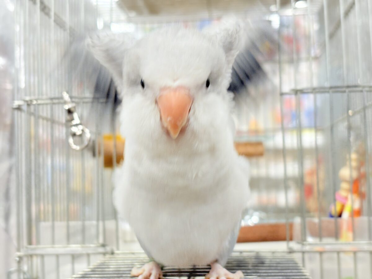 オキナインコ