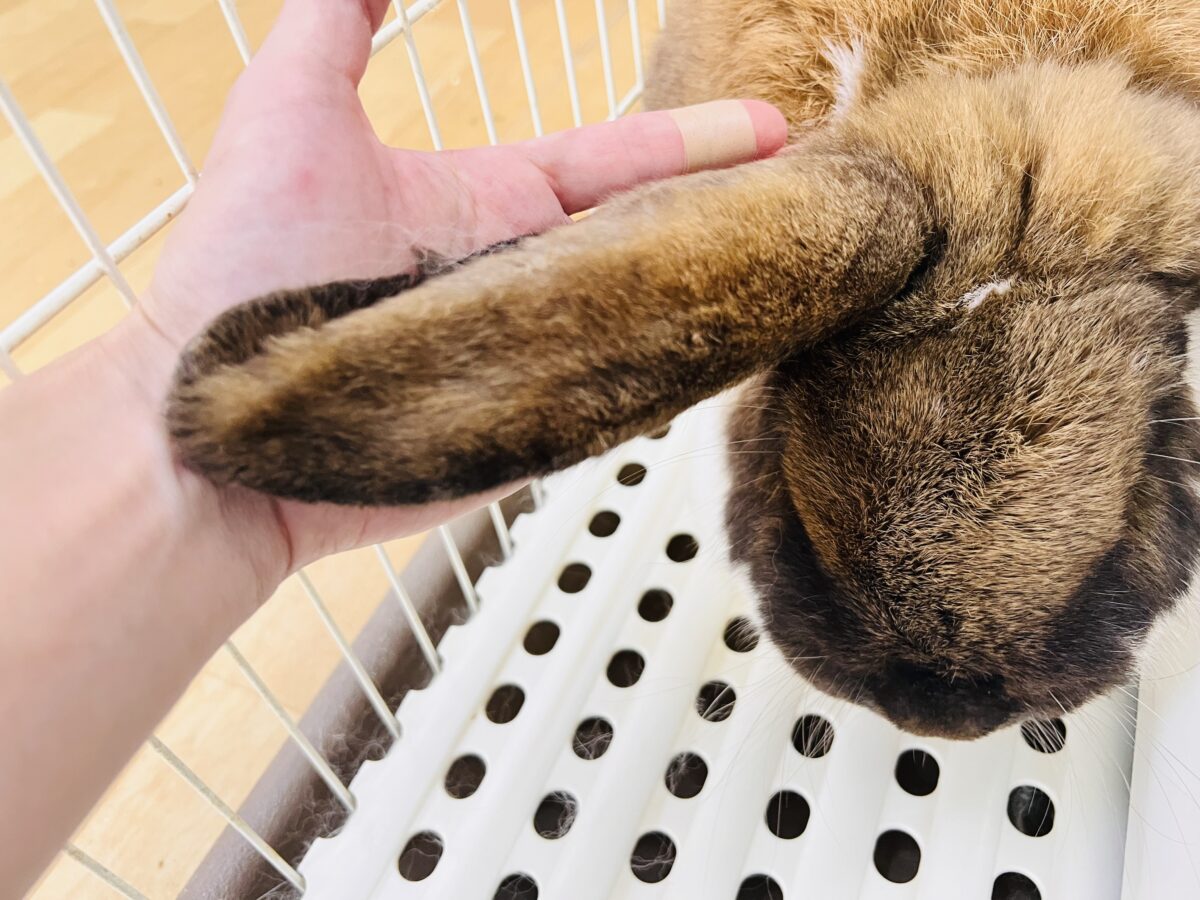 ドドドドドーーーン‼️衝撃⚡️ビッグなレディーよ❤️フレンチロップ入舎しました!! フレンチロップイヤー