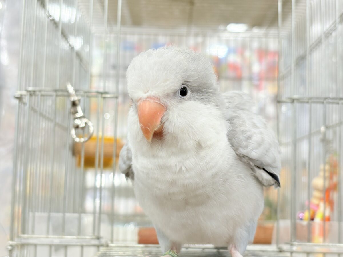 オキナインコ