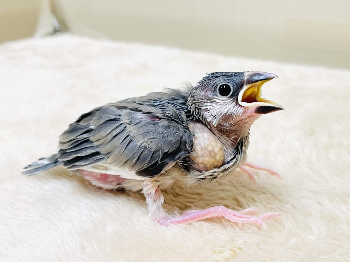 【最新画像】ちょっと大きくなったよっ❣️桜文鳥(ヒナ) 桜文鳥