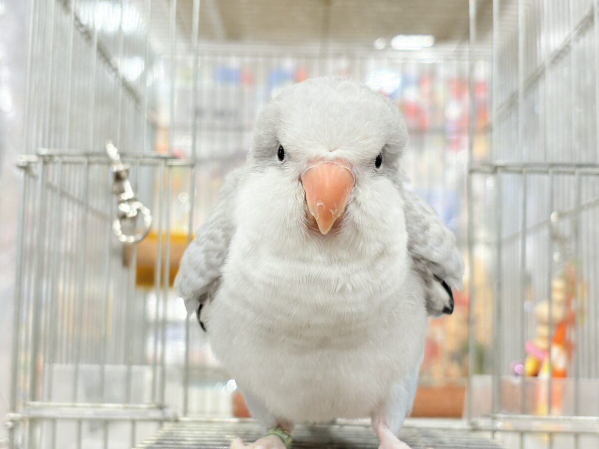 オキナインコ