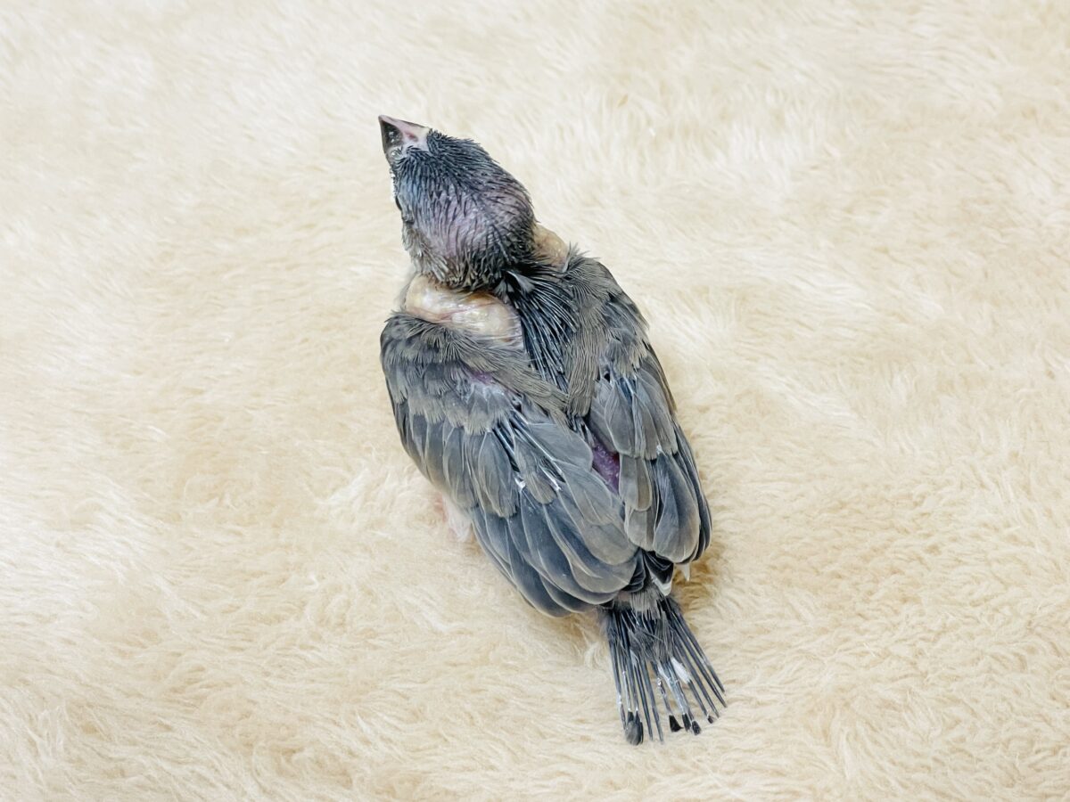 【最新画像】ちょっと大きくなったよっ❣️桜文鳥(ヒナ) 桜文鳥
