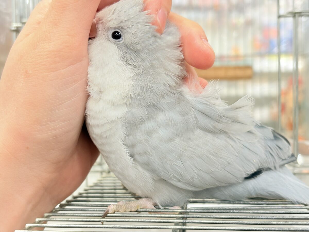 オキナインコ