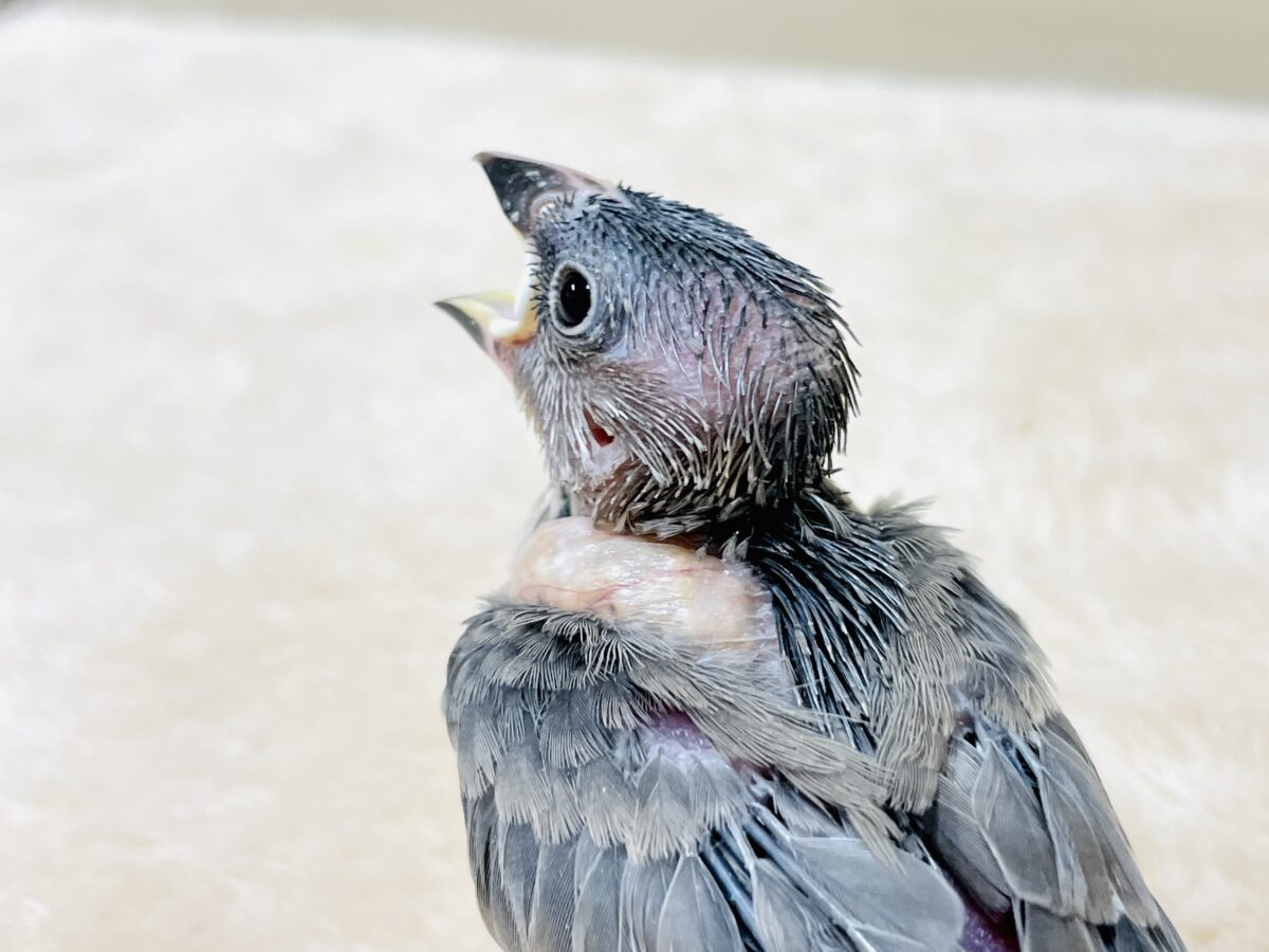 【最新画像】ちょっと大きくなったよっ❣️桜文鳥(ヒナ) 桜文鳥