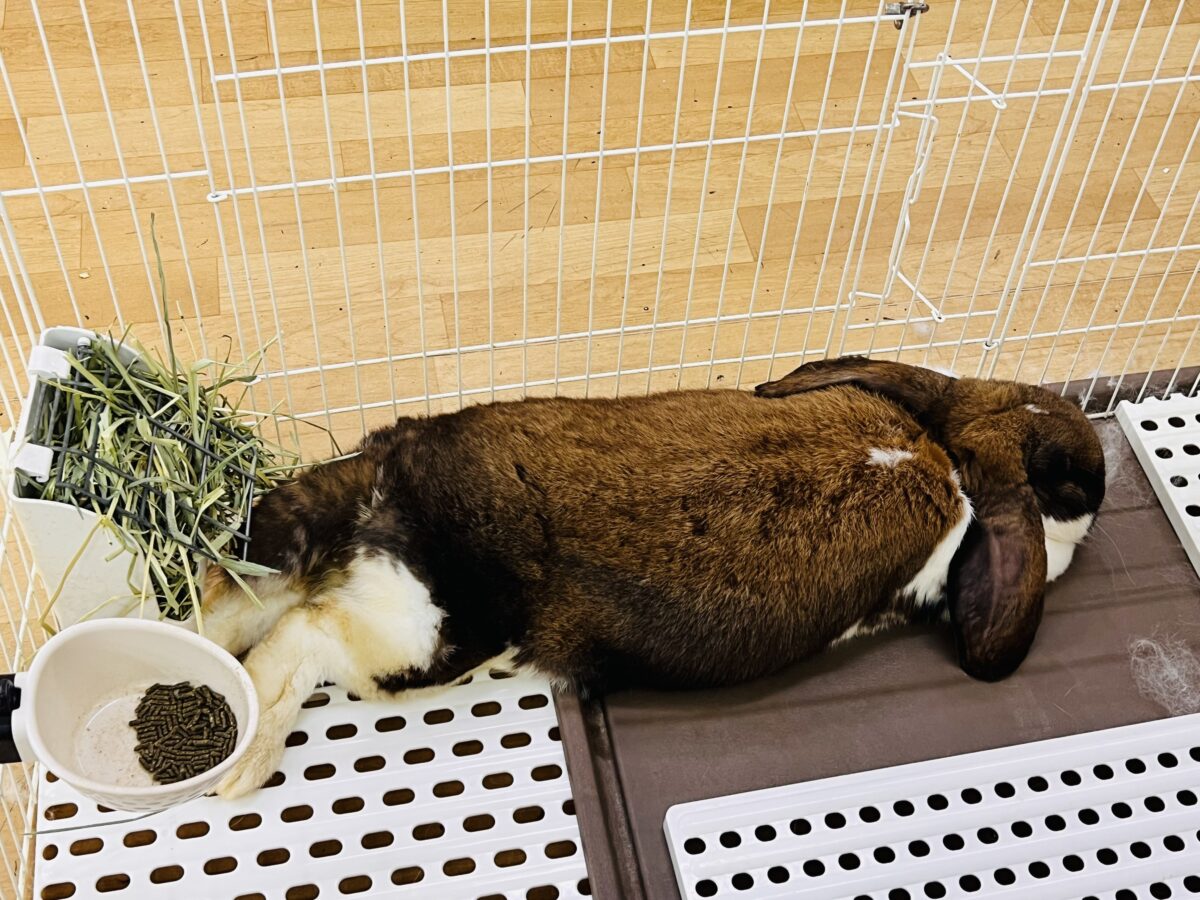 ドドドドドーーーン‼️衝撃⚡️ビッグなレディーよ❤️フレンチロップ入舎しました!! フレンチロップイヤー