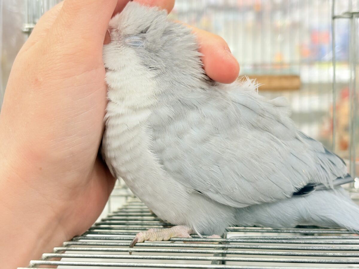 【最新画像更新🪄もうすぐひとり餌☆】誰より鳴くよ♬*°ウケケケケッ🐣🎶⸒⸒オキナインコ(コバルトオパーリン) ヒナ オキナインコ