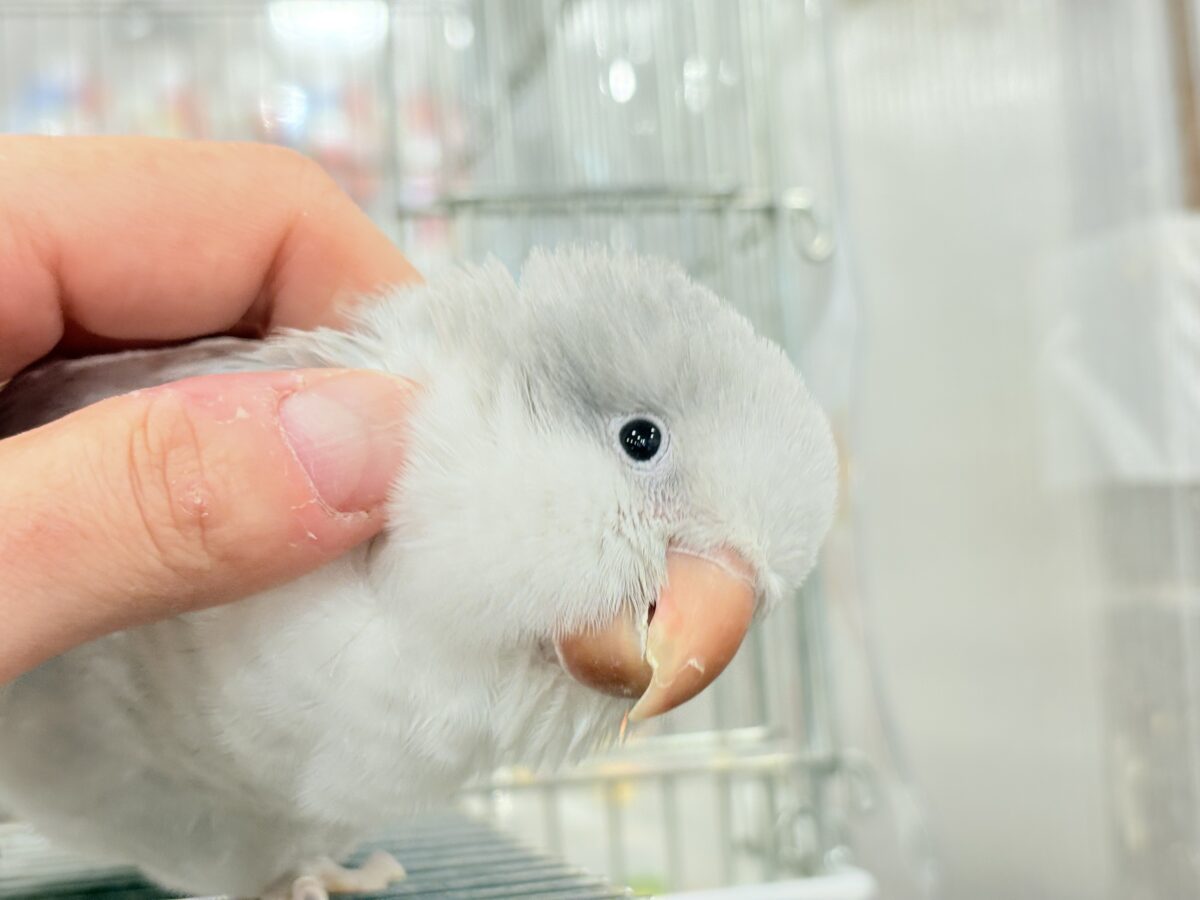 オキナインコ